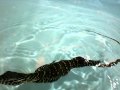 Nile Monitor Swimming Pt 1