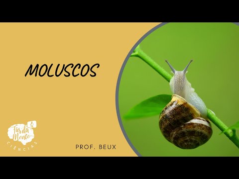 MOLUSCOS - Ensino Fundamental