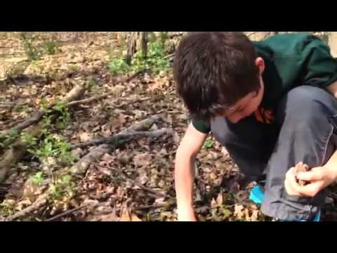 State land morel mushrooms. Southern Michigan