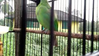 Download lagu Cucak hijau GREEN STONE isian full walet mp3 Download lagu Cucak hijau GREEN STONE isian full walet mp3