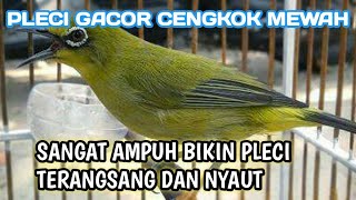 Download lagu PLECI GACOR CENGKOK MEWAH AMPUH UNTUK MASTERAN DAN PANCINGAN BAHAN !! mp3