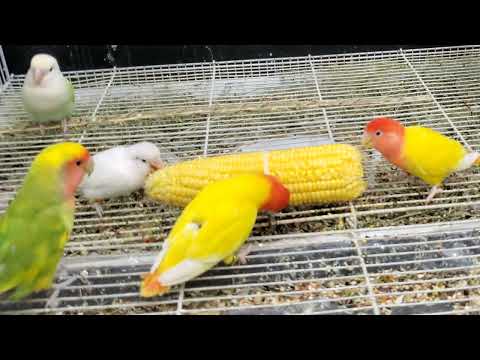 Agapornis Lovebirds Eating Corn 🌽 | Cute Parrot Sounds & Feeding Time