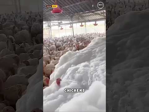 Foam Killing Chickens? Here’s What’s Really Happening  #interestingfacts