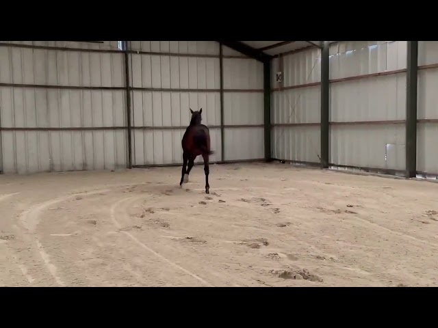 Entier 2024 - KWPN - LANTO HBC x OLYMPIA