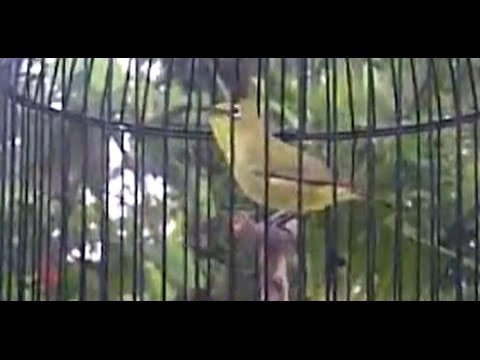 download lagu mp3 mp4 Download Masteran Mp3 Suara Burung Pleci Full Vol 5, download lagu Download Masteran Mp3 Suara Burung Pleci Full Vol 5 gratis, unduh video klip Download Masteran Mp3 Suara Burung Pleci Full Vol 5