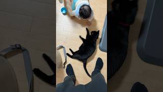 【黒猫】いち早く危険を察して逃げるも、なぜか追いかける #cat