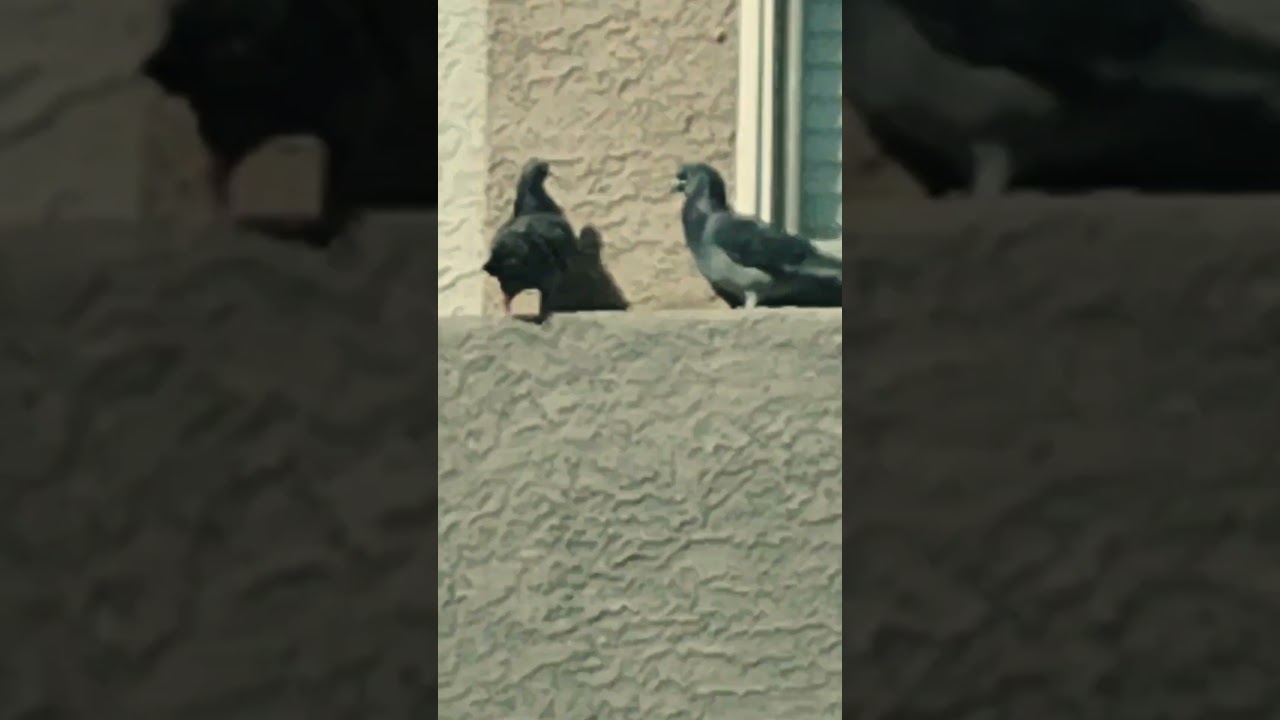 Romantico - Pigeon Love
