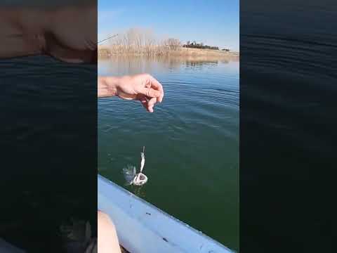 Rainbow Trout - Douglas Reservoir, Fort Collins, CO