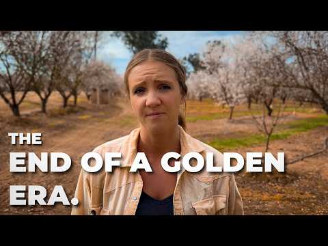 The Sweet Spot: Economics of Honey Production | Golden Age