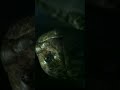 kaa saves mowgli from monkeys😳|the jungle book|#shorts