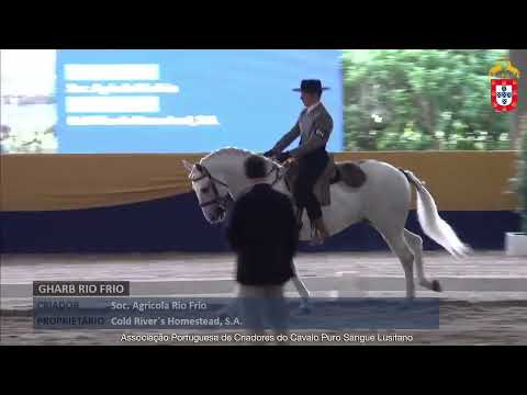 240128 74 Gharb de Rio Frio - Aprovação de Reprodutores