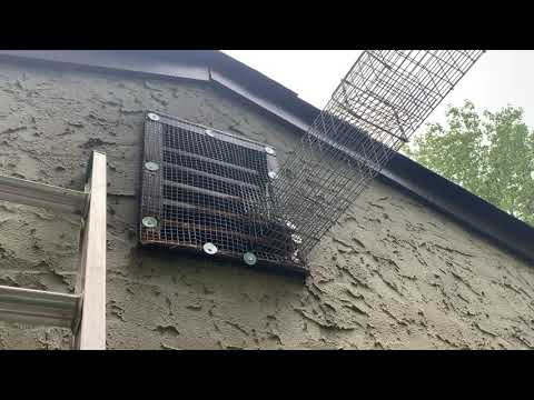 Definite Entry Point for Squirrels in Edison, NJ