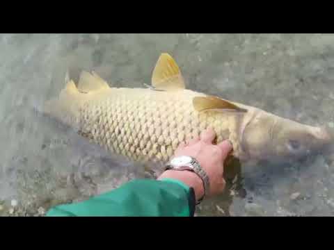 Krle u akciji. Krle in action.