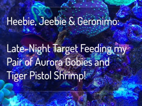 Target Feeding my Bonded Pair of Aurora Gobies & their Tiger Pistol Shrimp