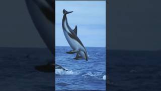 Download lagu lumba-lumba agung melompat ke dalam air #shorts mp3 Download lagu lumba-lumba agung melompat ke dalam air #shorts mp3