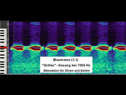 Blaumeise (3.1) - "Grillen"-Gesang bei 7000 Hz - Stimulation für Ohren und Gehirn (20 min)