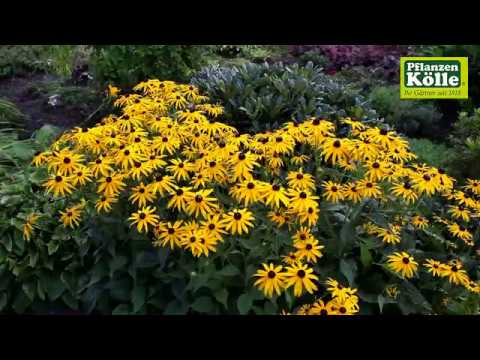 Gartengestaltung Immergrüner Garten I Pflanzen-Kölle