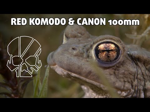 Why picking the right lens matters | RED KOMODO & Canon 100mm 🔥