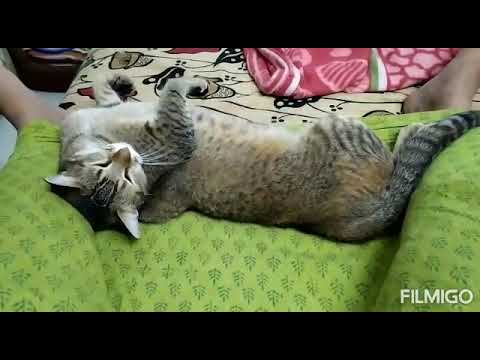 how to handle cats - Part 1(Introduction)