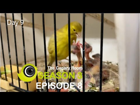 The Canary Room Season 3 Episode 8 - The Breeding Season in full swing!
