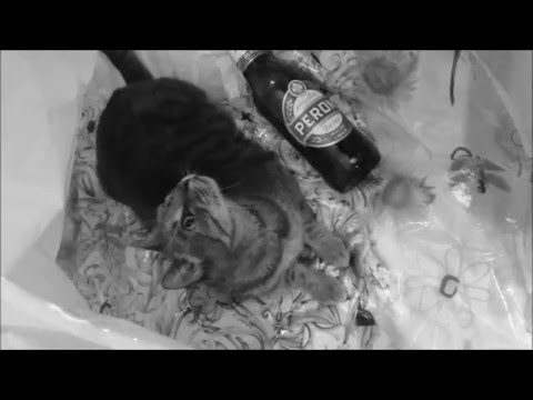 Tunonna-a caccia di peroni