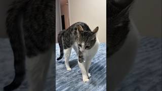 #cat #cute #catvideo #cutecat #funnyvideo #funny #pets