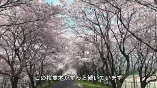 preview picture of video '大垣市 「大島堤の桜」'