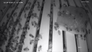 Bees Live inside of the hive!