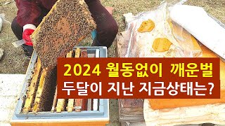2024 월동없이 깨운벌, 두 달이 지난 지금 상태는?