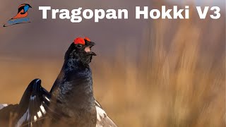 Black Grouse Lek Photography | Tragopan Hokki V3 Hide