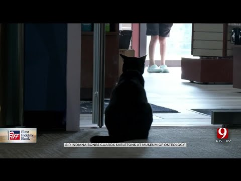 Museum Cat, Sir Indiana Bones, Becomes Internet Famous