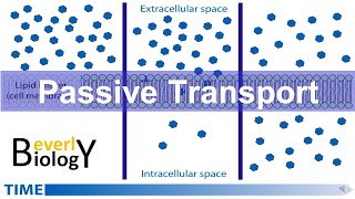 Passive Transport (diffusion & osmosis) - updated