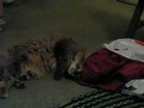 Swish_and_shirt_.mov