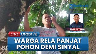 Sudah Bertahun tahun! Warga Air Ibul Bangka Barat Panjat Pohon Setiap Hari, Demi Sinyal Handphone