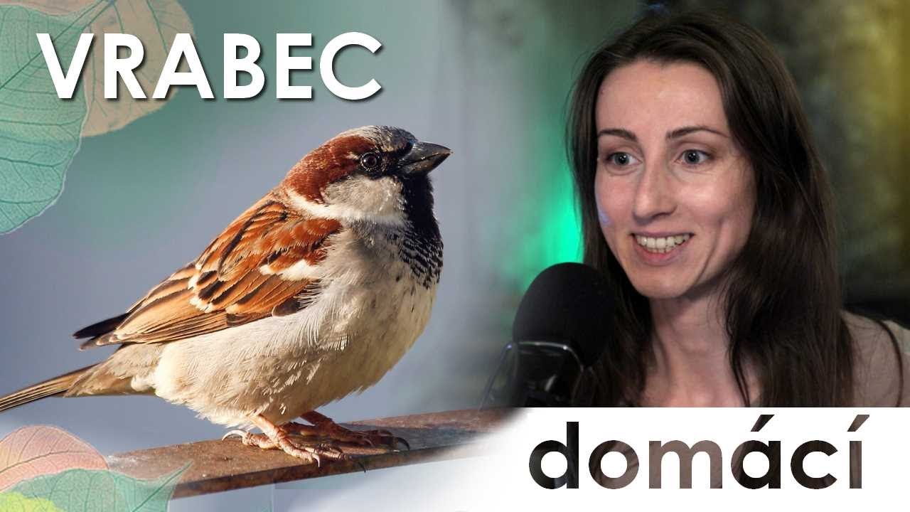 Vrabci - Střípky poznání