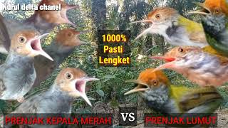Download lagu Suara pikat prenjak kepala merah vs prenjak lumut mp3 Download lagu Suara pikat prenjak kepala merah vs prenjak lumut mp3