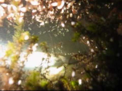 September Dive im Adolfosee