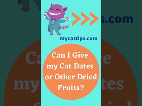 Can I Give My Cat Dates or Dried Fruits? #Shorts
