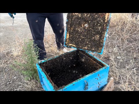 Kur bleta puntore merr fuqin dhe do te behet mbreteresh 🙉🙉🙉