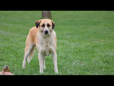 Bingo Players & Goshfather - Everybody