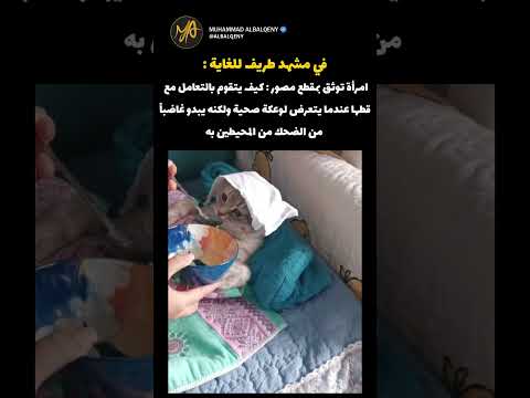 ردة فعل قطي عندما نقوم بالتعامل معه بطريقة خاصة #ضحك #قطط