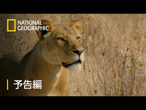 ワイルド ネイチャー：ビッグ・キャット・ナイト – 予告編  | ナショジオ