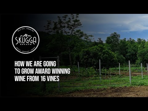 How to create an award winning vineyard with 16 Vines