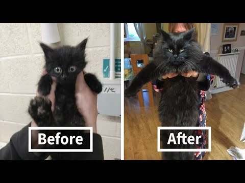 People Are Sharing Before And After Adoption Pictures Of Their Cats And It’s Heartwarming