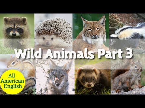 Wild Animals Part 3 | Learn English Words for Wild Animals | Vocabulary | All American English