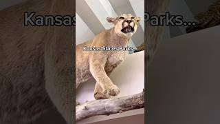 Kansas: The Most Underrated State for Wildlife & Parks