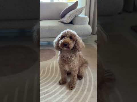 AKILLI KÖPEK😻🥰💖