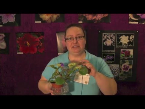 Föröka Saintpaulia - ta sticklingar - så här gör du! Isabell visar