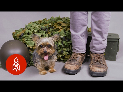 The Tiny Dog Who Became a World War II Hero