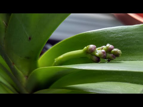 Vanda orchids update September 2021 - have some spikes to show...